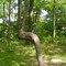 A contorted tree on the trail @ Woodend Cons. Area.