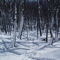 Glades Trail