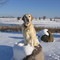 Cold Nose
