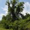 Big Tree