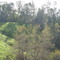 View of Sycamore Canyon Park, Feb. 2009 #3
