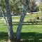 Speckled Tree