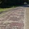 Florida SR 1 Old Brick Road circa 1921