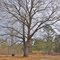 The Family Tree