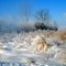 Indiana Winter