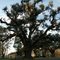 "Peter The Great" Live Oak Tree - Belle Rose, LA