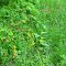 Jenny Jump Forest Wildflowers