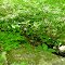 Jenny Jump Forest Stream