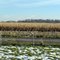 2011, Bath, OH, USA - along I-75 corn field