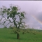 Good Luck Tree