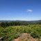 Old Clearcut...