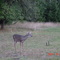 deer in Potter County