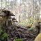 Forest Floor-spring mushrooms