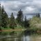 Tideland spruce along Wishkah River at Bear Gulch - 201105LJW