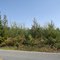 Young trees growing off of Wynoochee Valley Road