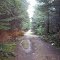 Forest Road leading through older forest near Wynoochee Fire Station
