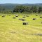 Haying Time-Eager's field