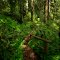 Sherwood Forest Trail - 201304LJW