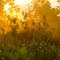 Morning Foliage