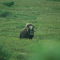 musk ox
