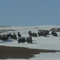 Nome Musk Ox