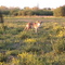 Coyote