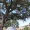 Art Scape Oak Tree Clautiere Winery Paso Robles, CA