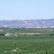 Meridian Vinyards