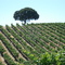 Paso Robles wine is fine
