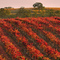 Paso Robles rolling hills vineyards in Autumn near EOS winery