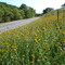 Geneseo flowers