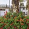 Big young plants of geranium