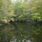 Loblolly Bay Rd Creek