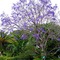 Seminole Tropical Spring@HH