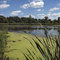 Springville Marsh, Springville, Ohio in the summer