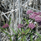Springville Marsh, Springville, Ohio in the Summer
