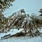 Nobody's ready for winter: Disastrous first snow III (Oct 29, 2011)