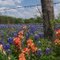 Blue Bonnets!!!!!!!!!!!!!!!