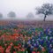Bluebonnets and fog make for a good picture.