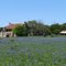 Barn and bluebonnets.