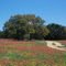 Flag in field of Bluebonnets.