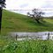 Pacheco Park Pond