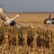 Sandhills take flight