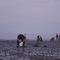 Clam Digging