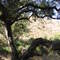 Oak picnic area
