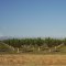 Orchards along I-5