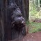 Anyone else see the Gorilla captured within this Giant Redwood burl?