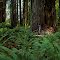 Jedediah Smith Redwoods SP, California USA 2007
