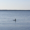 Loon on Lake Bemidji