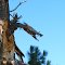 The Dragon of Old Camas Creek road
